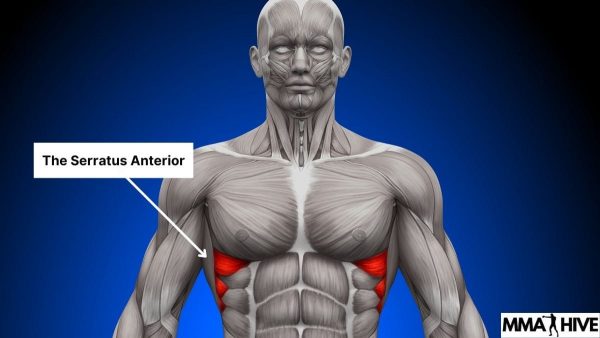 What Muscles Are Used When Punching Explained Mma Hive