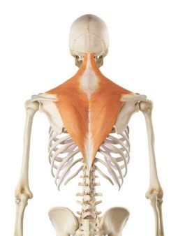 The anatomy of the trapezius muscle