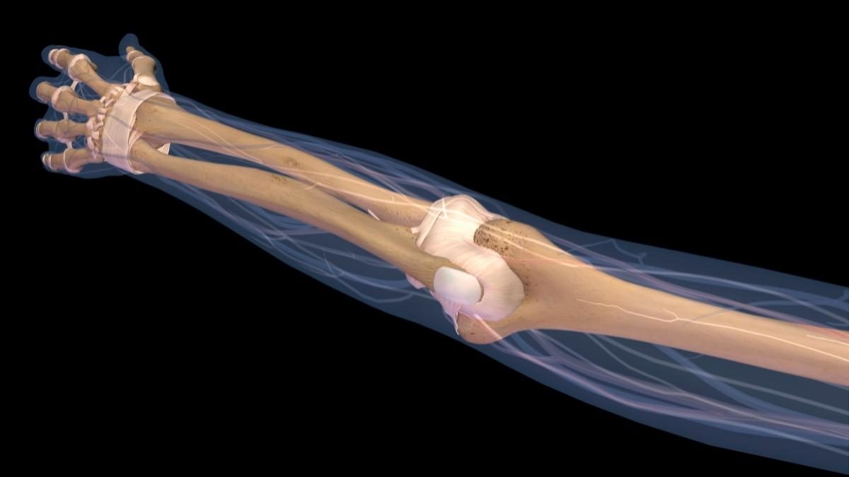 Bones of the arm used in punching